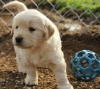 Beatiful Golden Retriever Pups 11 weeks old Excellent Pedigree 